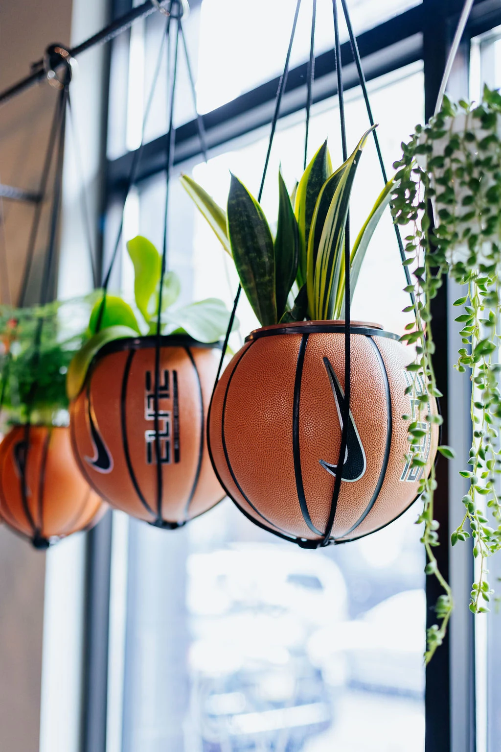 Plants growing from basketball planters in the cafe window