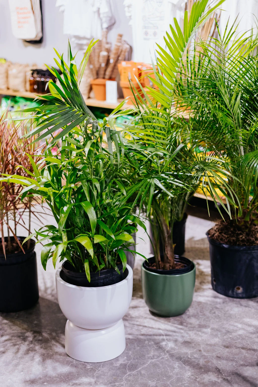 A collection of palms and houseplants in the shop